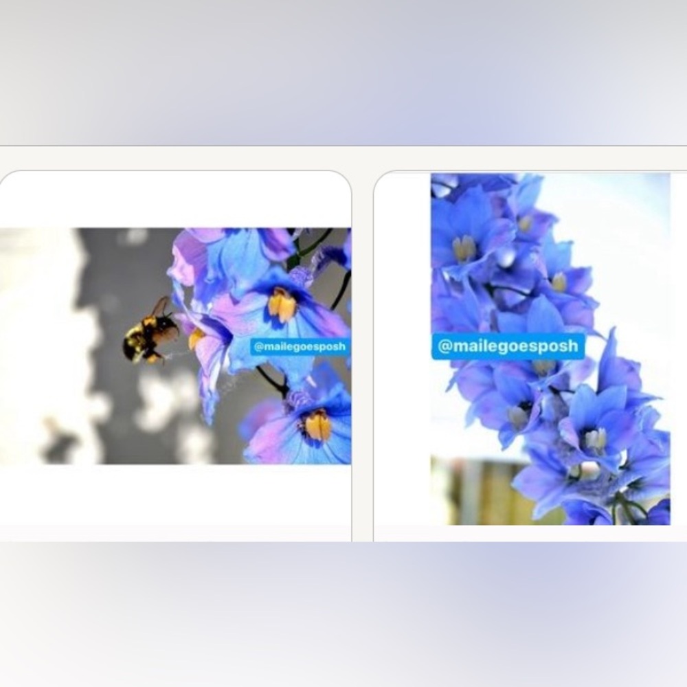 2 Art Photographs Bundle: bee in blue delphinium flowers & one without bee 8X10”